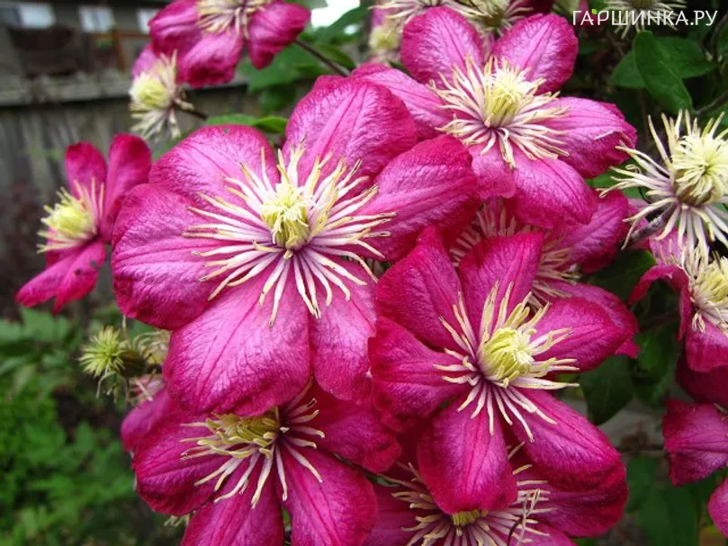 Клематис Виль де Лион крупноцветковый (3)