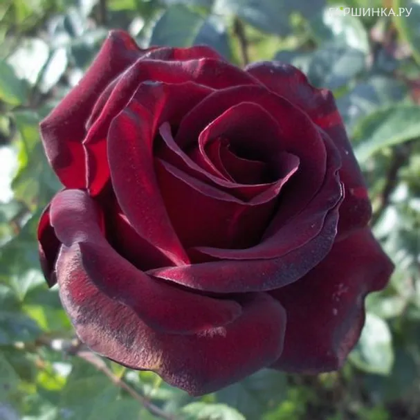 Роза Шварце Мадонна чайно-гибридная, Топалович (лиц)