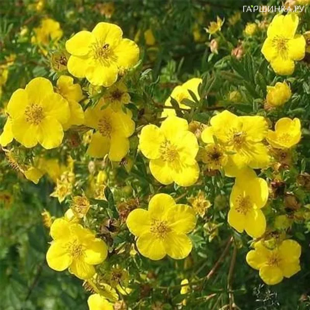 Лапчатка кустарниковая желтая