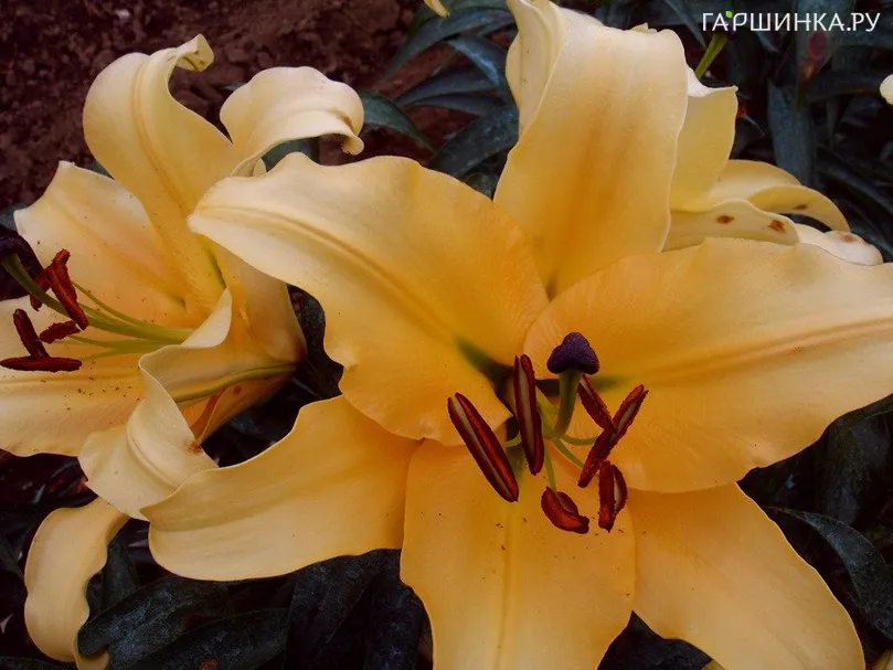 Лилия Корковадо ОТ-гибрид