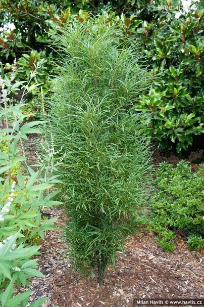 Крушина ломкая Файн Лайн