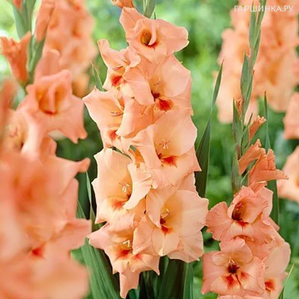 Гладиолус Питер Пирс