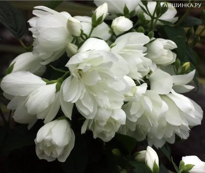 Чубушник Сноубель