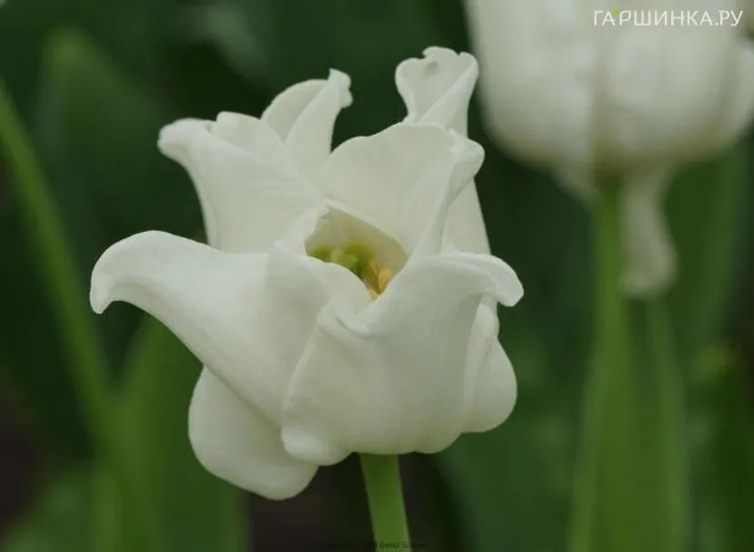 Тюльпан Вайт Либерстар Триумф 5шт