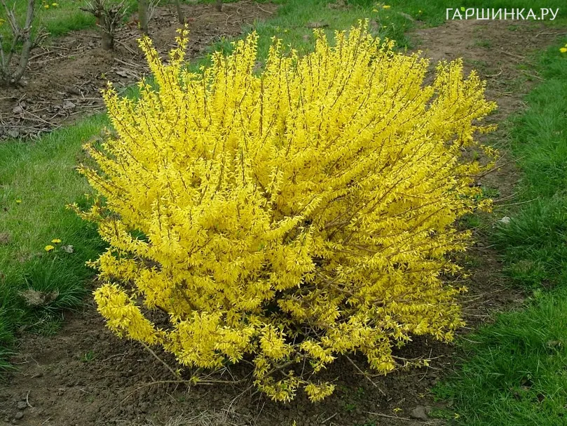 Форзиция Миниголд