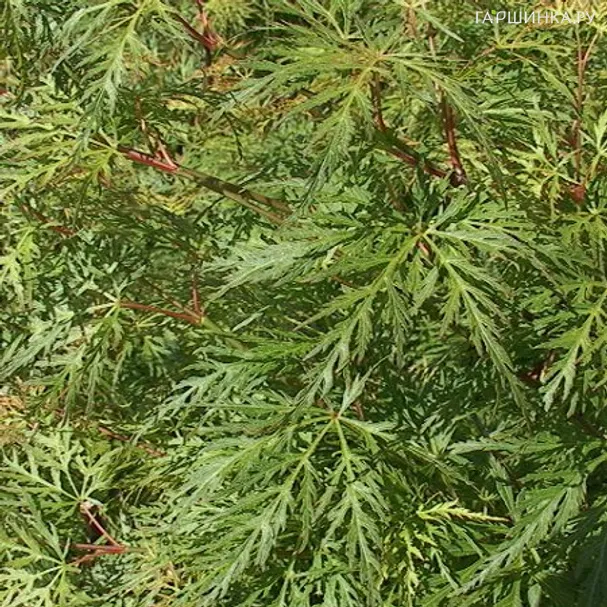 Клен Эмеральд Лейс