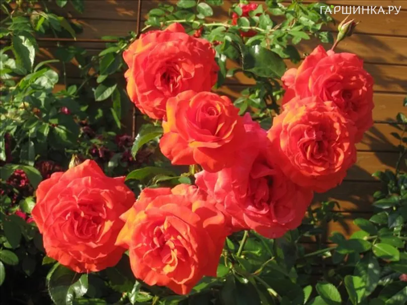 Роза Салита плетистая, Imperial Rose