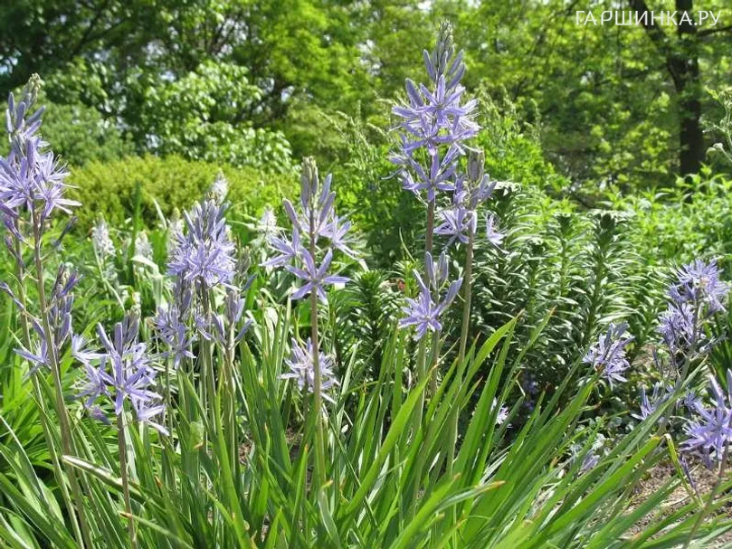 Камассия Лейхтлина Каерулеа 3шт