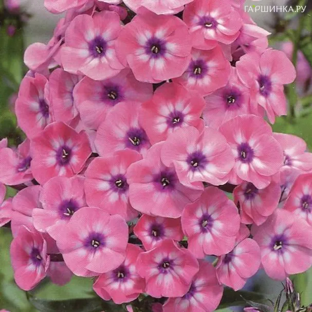 Флокс Ларисса метельчатый