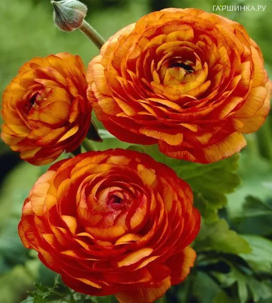 Ранункулюс Оранж 10шт.