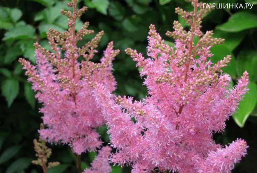 Астильба гибридная Пинк