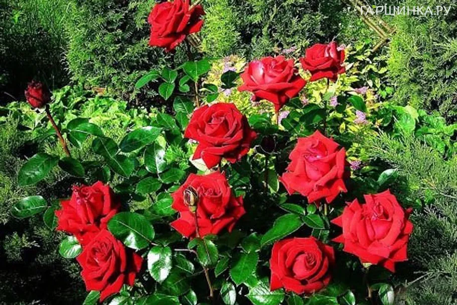 Роза Ингрид Бергман чайно-гибридная, Топалович (лиц)