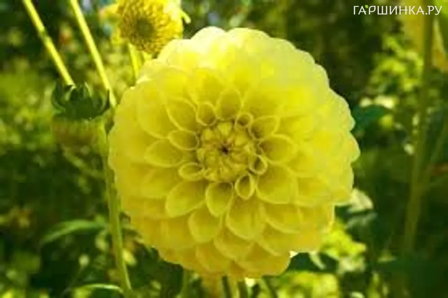 Георгина Катя шаровидная