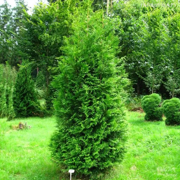 Туя западная Брабант