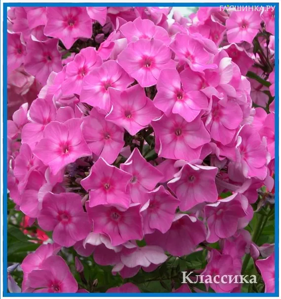 Флокс Классика