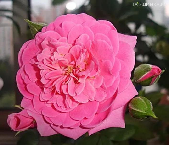 Роза Маджента Диадем флорибунда, Топалович (лиц)