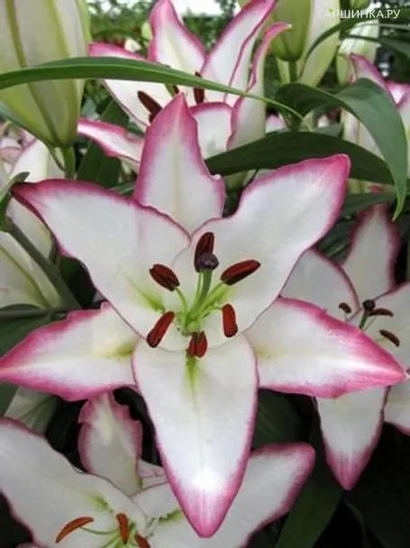 Лилия Зе Эдж  восточная