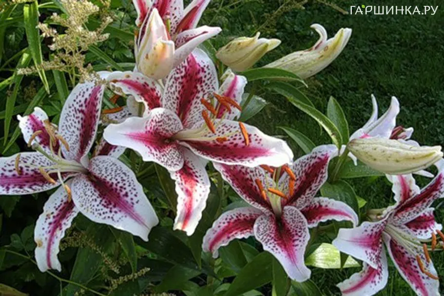 Лилия Тайгер Вудс восточная