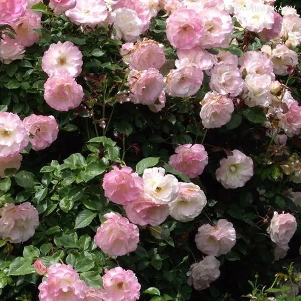 Роза Шарль Азнавур флорибунда, Топалович (лиц)