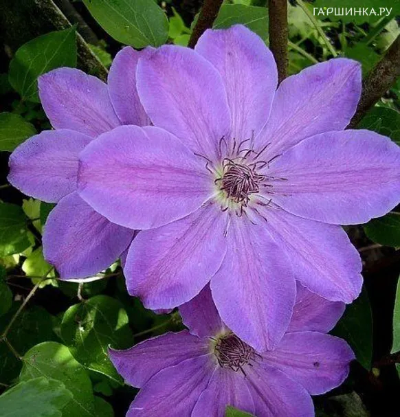 Клематис Балтык крупноцветковый (2)