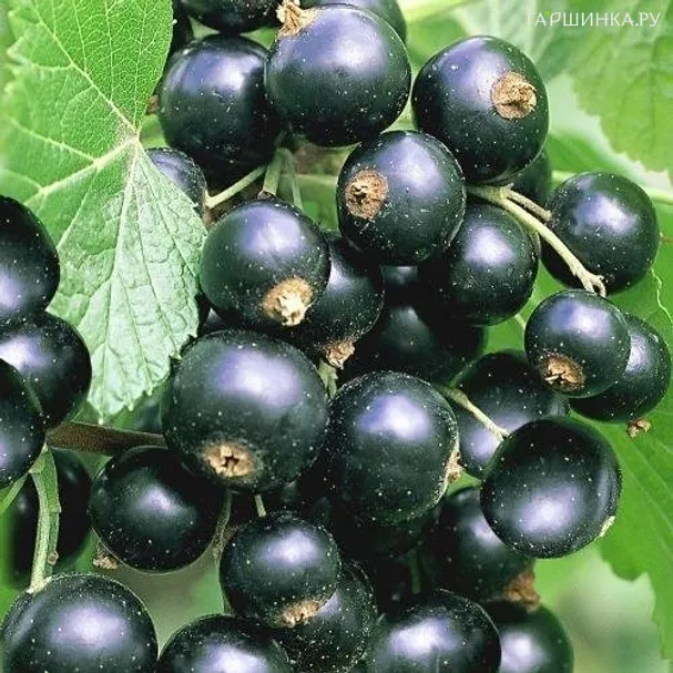 Смородина Титания черная (очень крупная ягода)