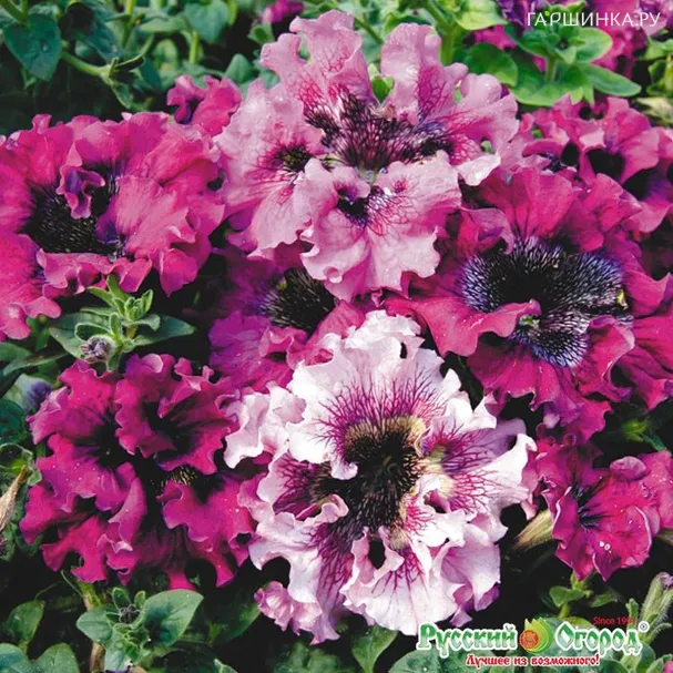 Петуния супербиссима Жабо смесь 12шт