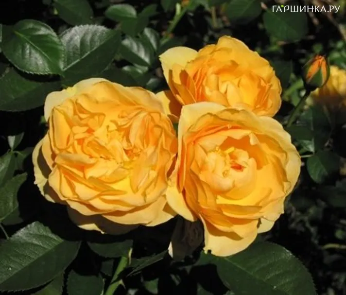 Роза Джулия Чайлд флорибунда, Викс (лиц)