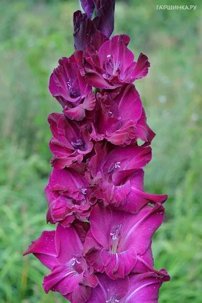 Гладиолус Фиолетовая чистота 2шт