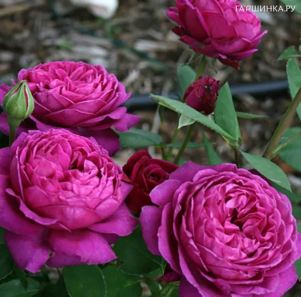 Роза Олд Порт флорибунда, Топалович (лиц)