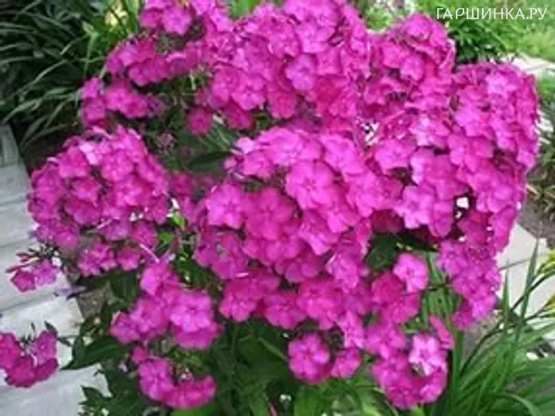 Флокс метельчатый Aida