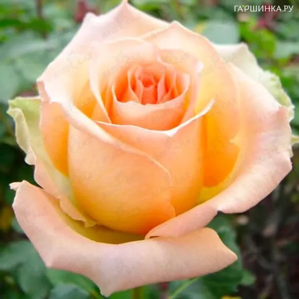 Роза Версилия чайно-гибридная, Топалович (лиц)