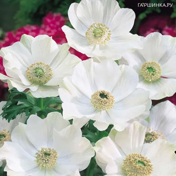 Анемона (Ветреница) корончатая Брайд 10 шт