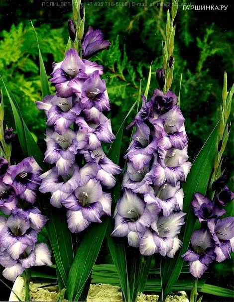 Гладиолус крупноцветковый Хидден Треже 7шт.