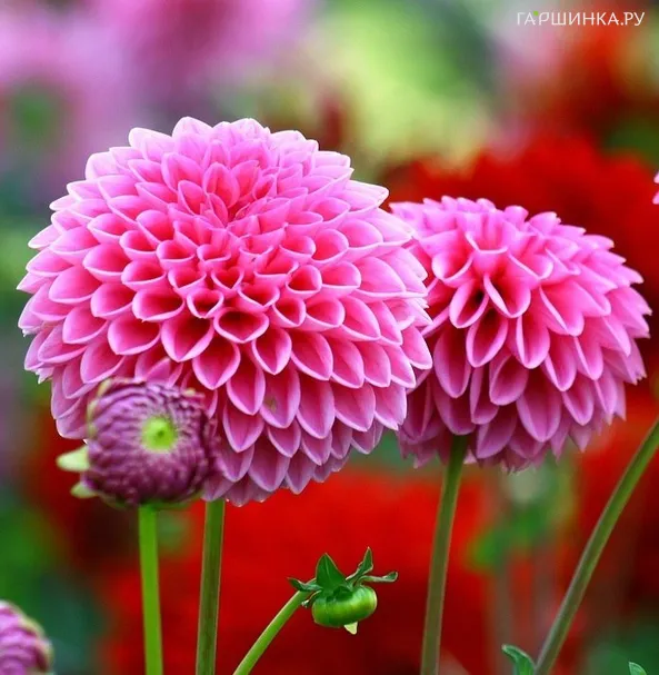 Георгина Сандра шаровидная