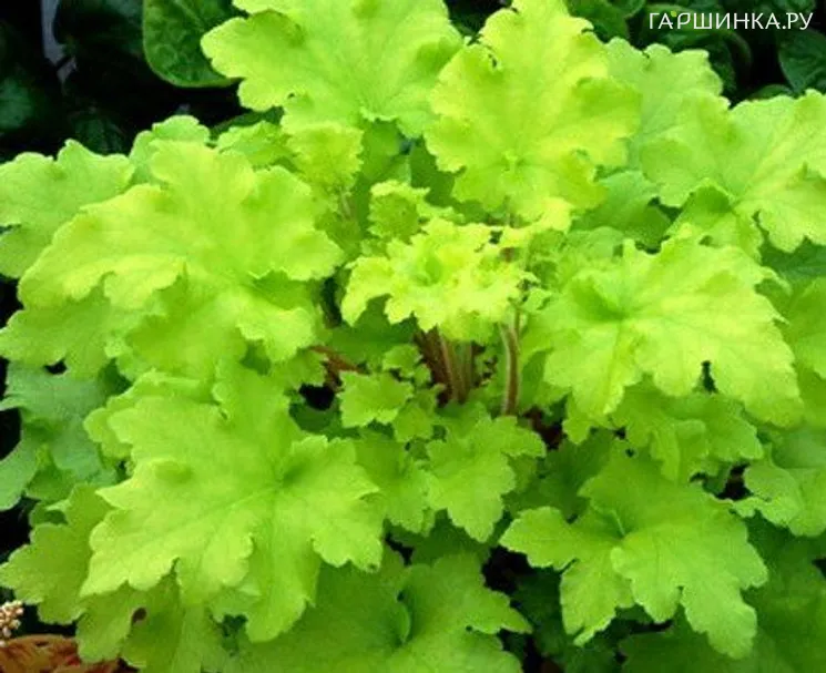 Гейхера Лайм Мармелад