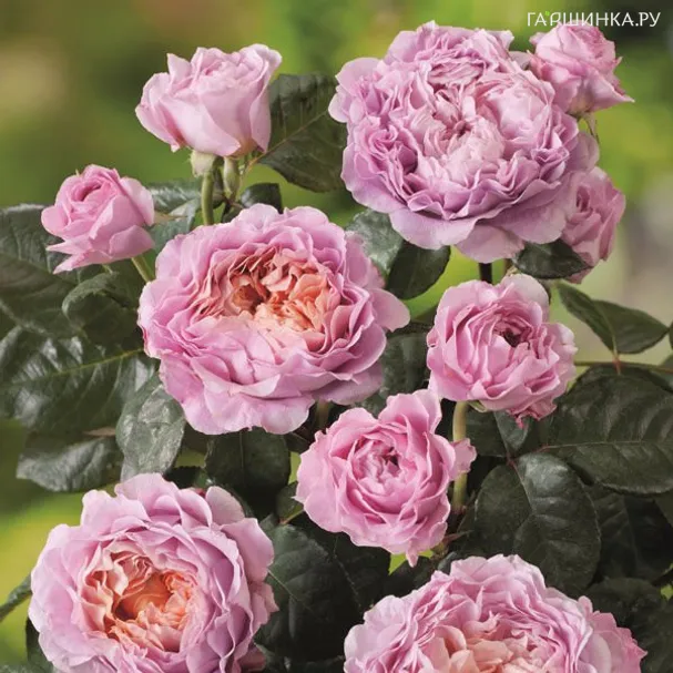 Роза Айсфогель чайно-гибридная, Тантау (лиц)