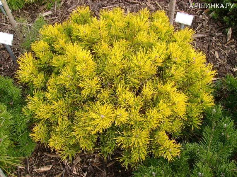 Сосна горная Винтер Голд