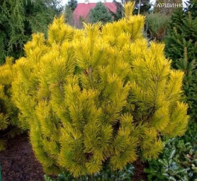 Сосна горная Голден Глоу