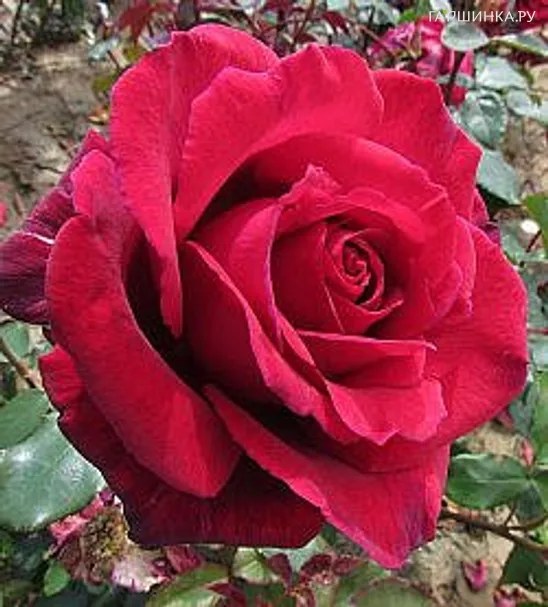 Роза Вельвет Фрагранс чайно-гибридная, Топалович (лиц)