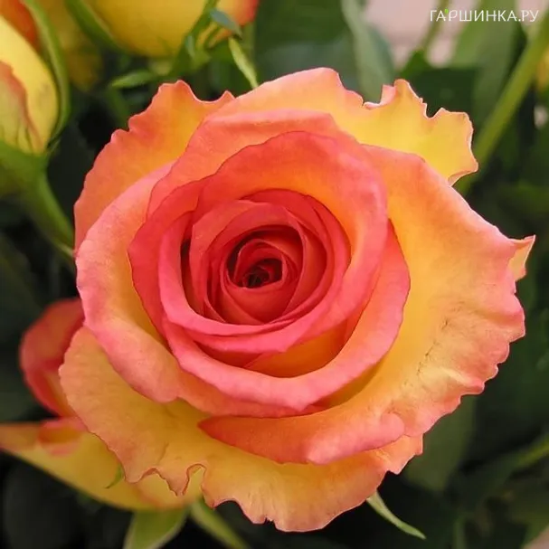 Роза Престиж де Лион чайно-гибридная, Топалович (лиц)