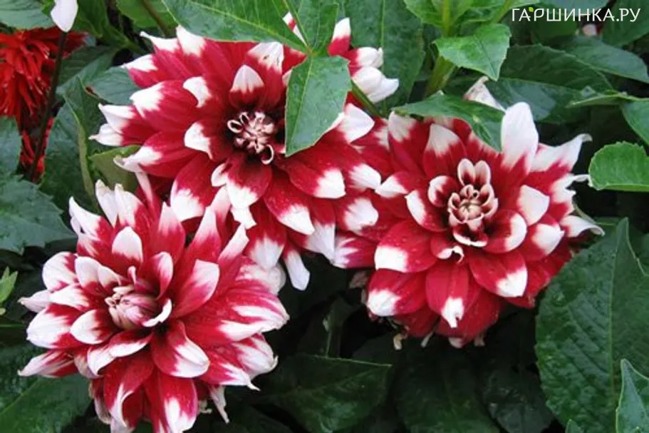 Георгина Дуэт декоративная