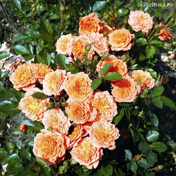 Роза Нинетта миниатюрная, Тантау (лиц)