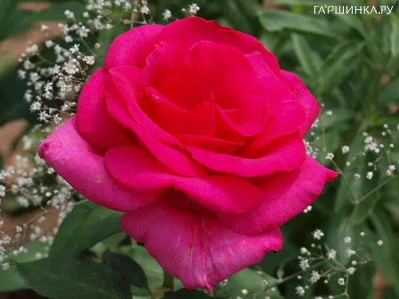 Роза Пароле чайно-гибридная, Топалович (лиц)