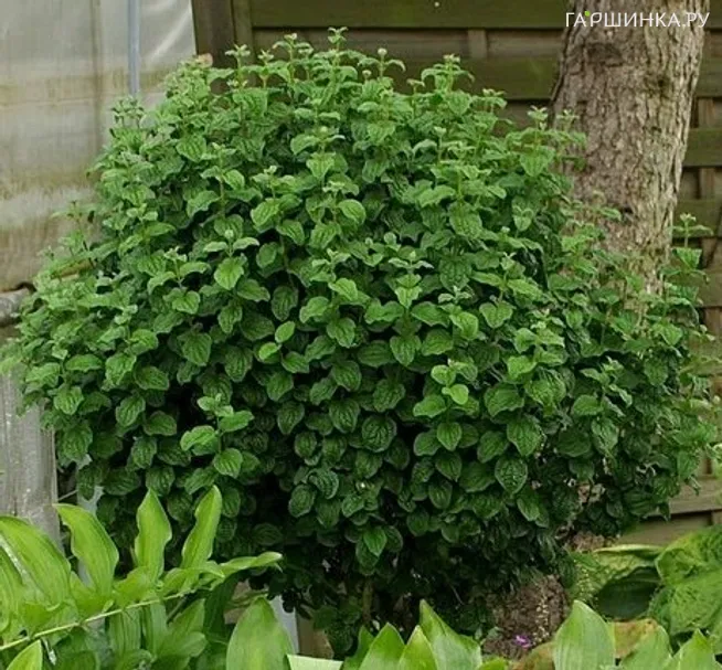 Дерен красный Компресса