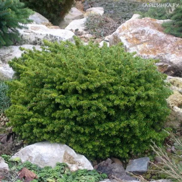 Ель обыкновенная Литл Джем