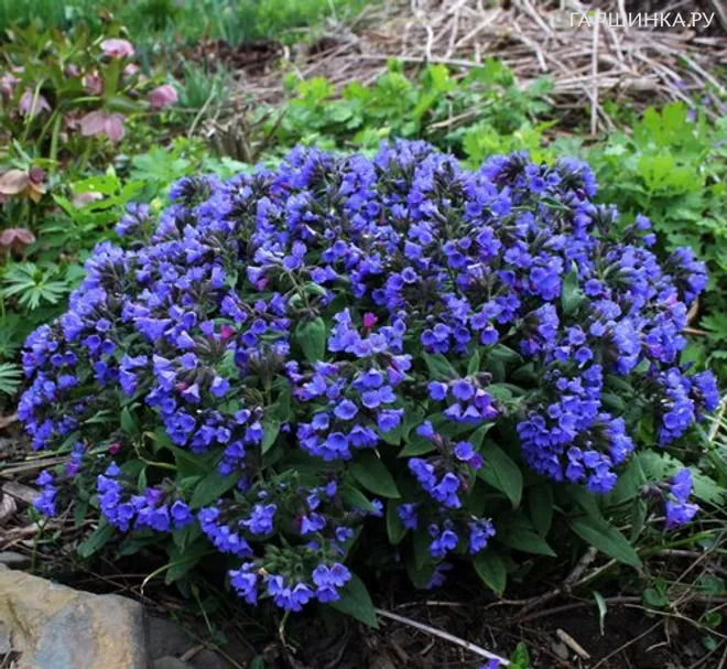 Медуница Блю Энсайн