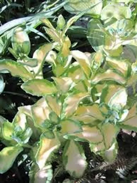 Очиток (седум) Медиавариегатум