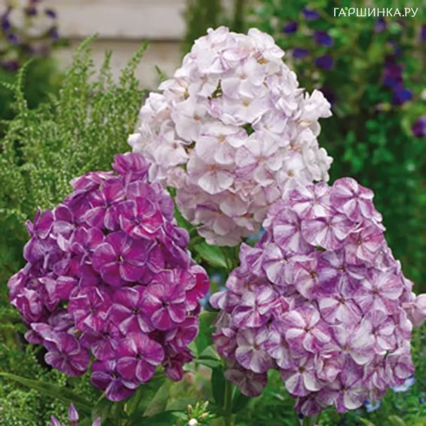 Флокс метельчатый Potpourie Purple