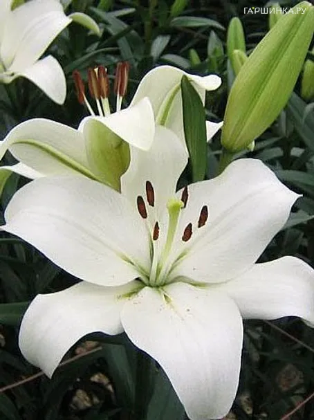 Лилия Ричмонд ЛА-гибрид/2шт