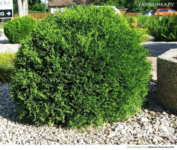 Туя Литл Гиант шаровидная